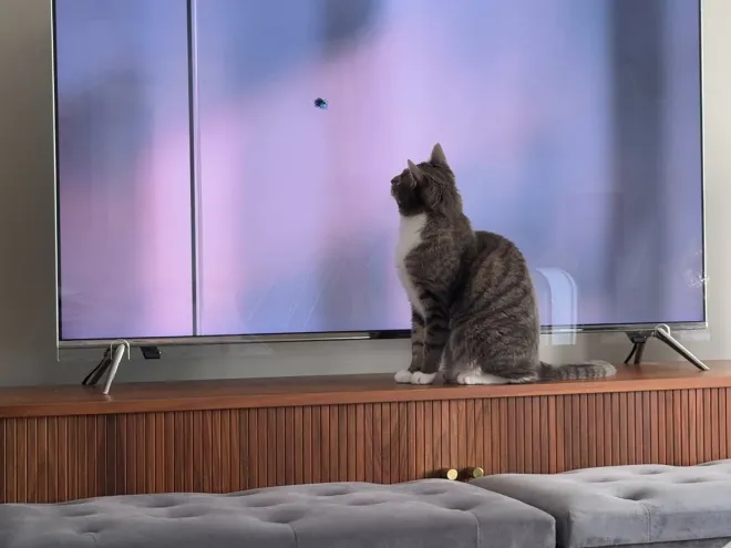 A cat sitting on the console in front of the upstairs TV, watching a bug on the screen, soft ottomans below.