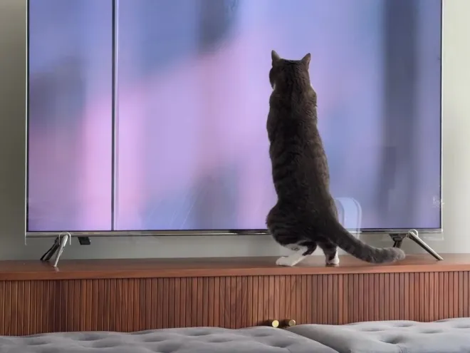 A cat up on its back legs on the console, reaching at the screen, paws on the protector.