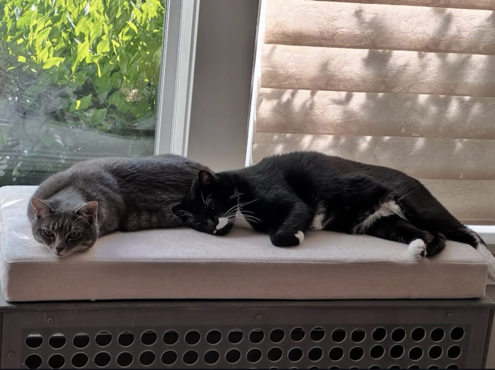 Karamelka and Kompot napping together on a sunny window bench