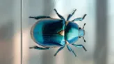 Kitiki hunt scene: a blue beetle on frosted glass