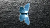 Kitiki hunt scene: a pale blue butterfly on slate
